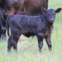 Angus_Calf_Nebraska