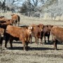 Cattle prices declined $8 per cwt.