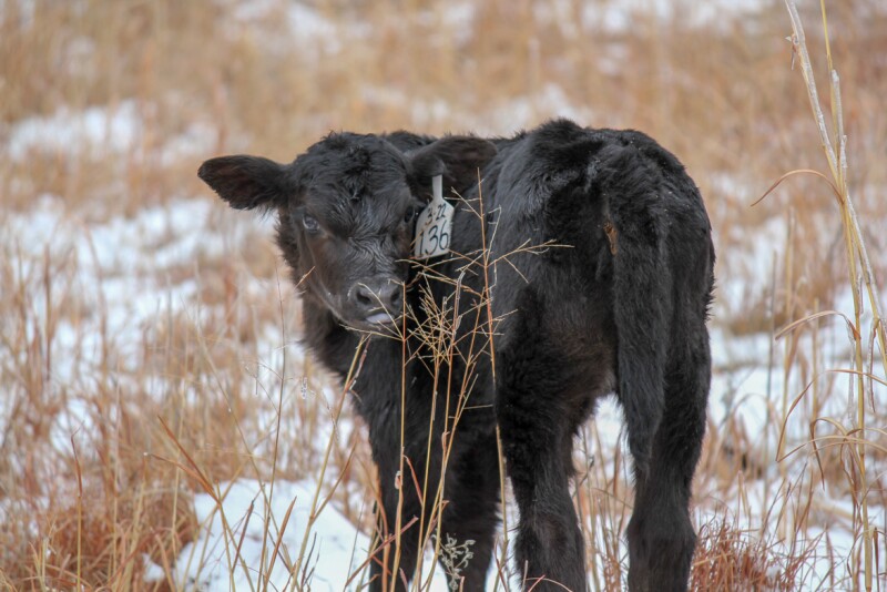 Calf-Walz-IMG_0318_0 (1).jpg