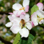 honeybear honeybee