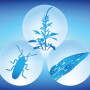 Here are reports of five pests lowering yields in 2018
