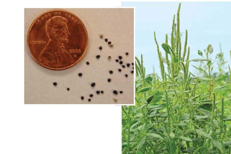 Don’t let tiny Palmer amaranth seeds fool you—they can grow up to 2.5" per day. Early detection is key; herbicides are less effective when the weed tops 4" tall.