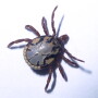 South African Bont tick