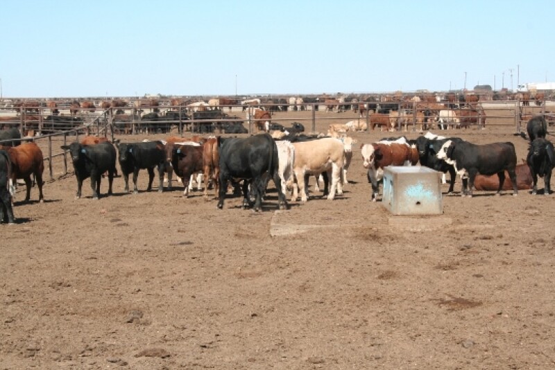 Cattle fed the algae byproduct at the 5% level had significantly greater average daily gains and finished weight, lower feed intake and better feed-per-gain compared with control cattle.