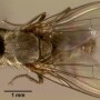 horn_fly01.jpg