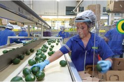 Santa Paula, Calif.-based Calavo Growers Inc. will have a large avocado crop from Mexico this season and will be looking for markets in Europe and to the domestic market in Mexico to absorb the bigger crop at a time of “really flat demand in the U.S.,” says Rob Wedin, executive vice president of fresh sales.