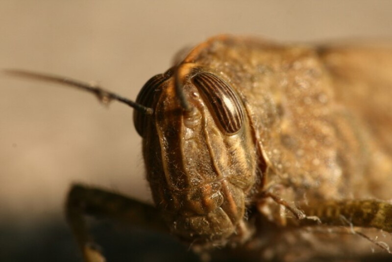 Locust Grasshopper