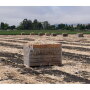 The 2020 garlic harvest started June 10 at Christopher Ranch, says Ken Christopher, executive vice president. The company has added shifts to increase production capacity, packing up to 1 million pounds of fresh garlic every week to ship to grocery stores and distribution centers across the country.