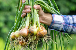 Hand holding harvested onions