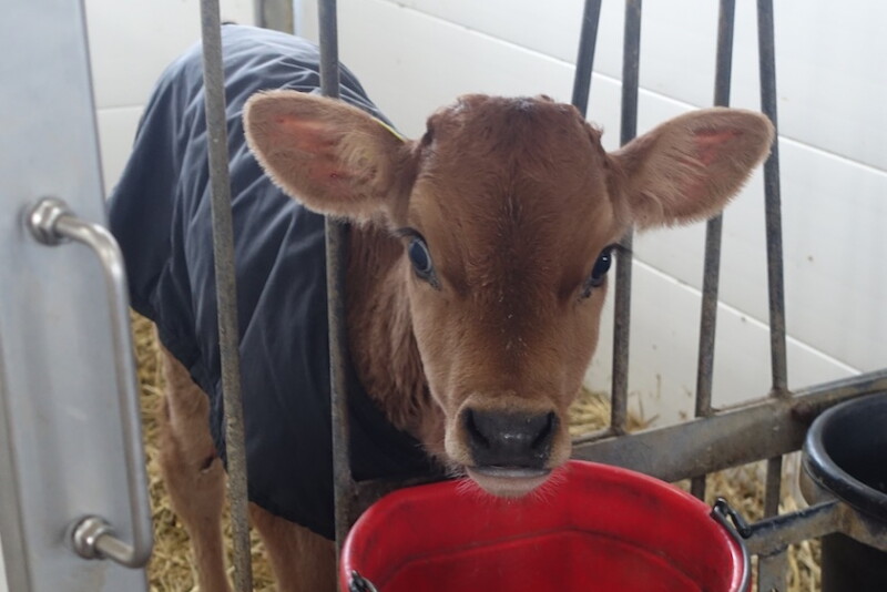 Claf Body 5 Ways to Protect Calf Health Against Cold Stress - Bovine Vet