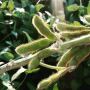 soybeans_indiana_-_Copy