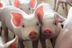 Piglets_pigs_baby_swine_(57)