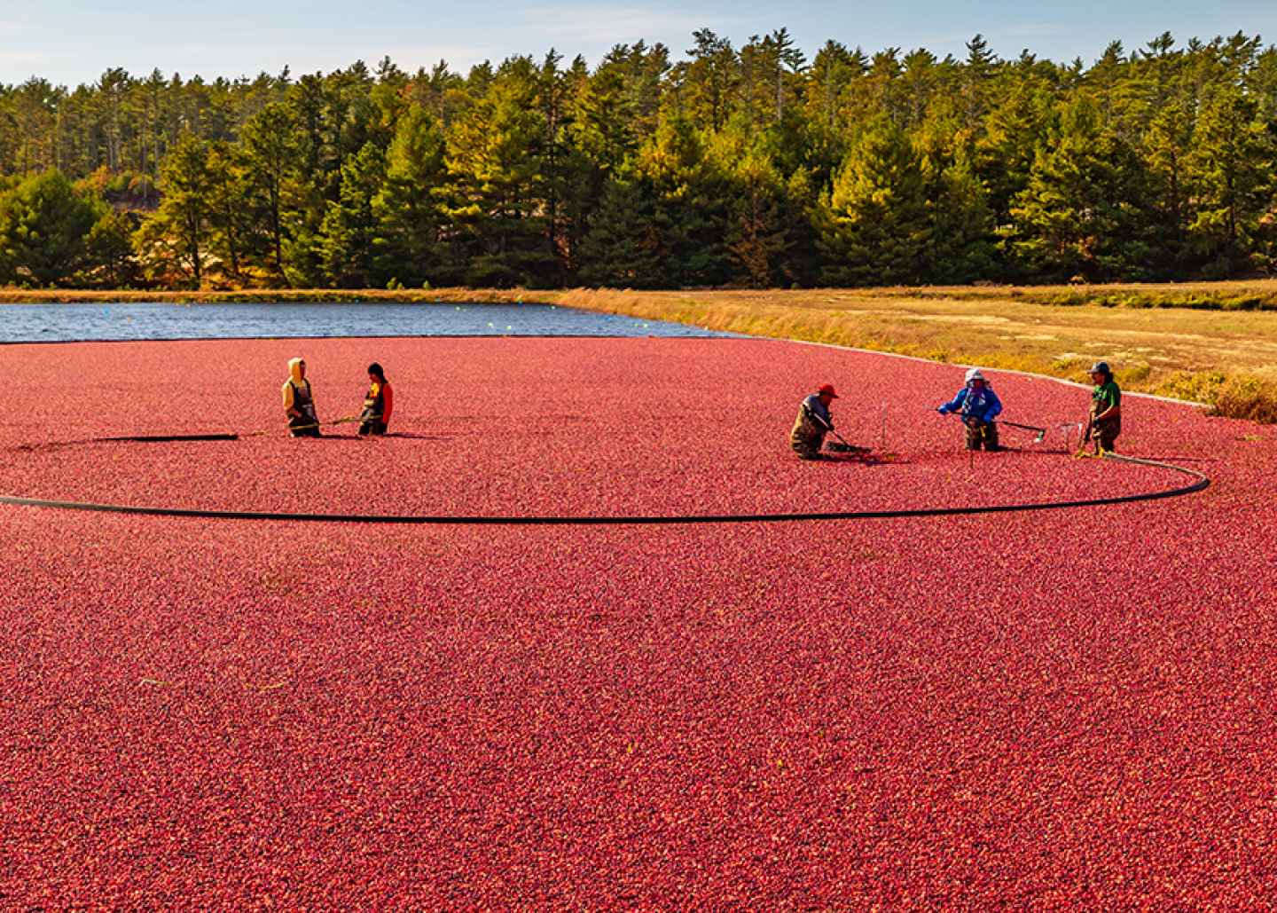 cranberry harvest