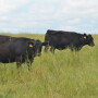 Cattle on pasture