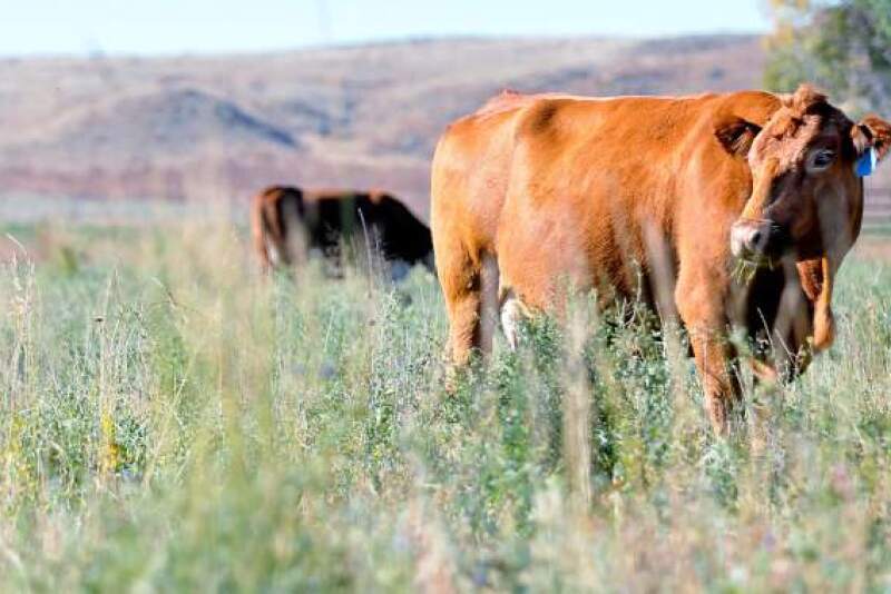 Colorado Cow on Pasture