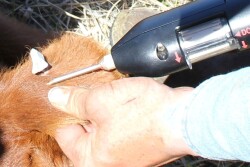 As branding season approaches, consider using calfhood implants as a management strategy to maximize returns. 
