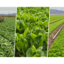 FDA lettuce collage.png
