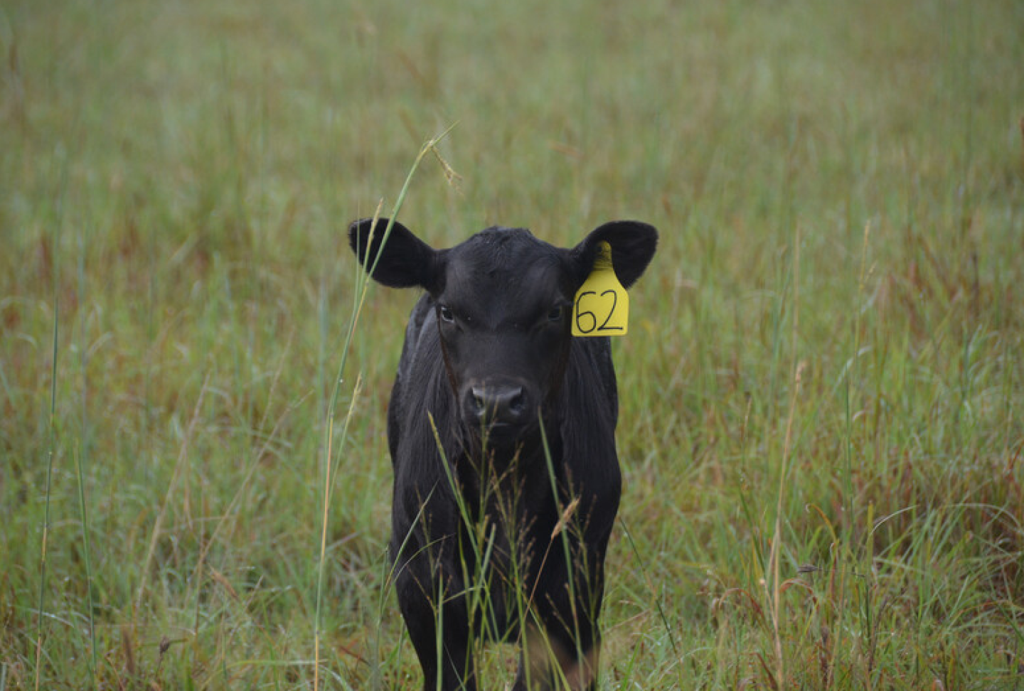 Young beef calf