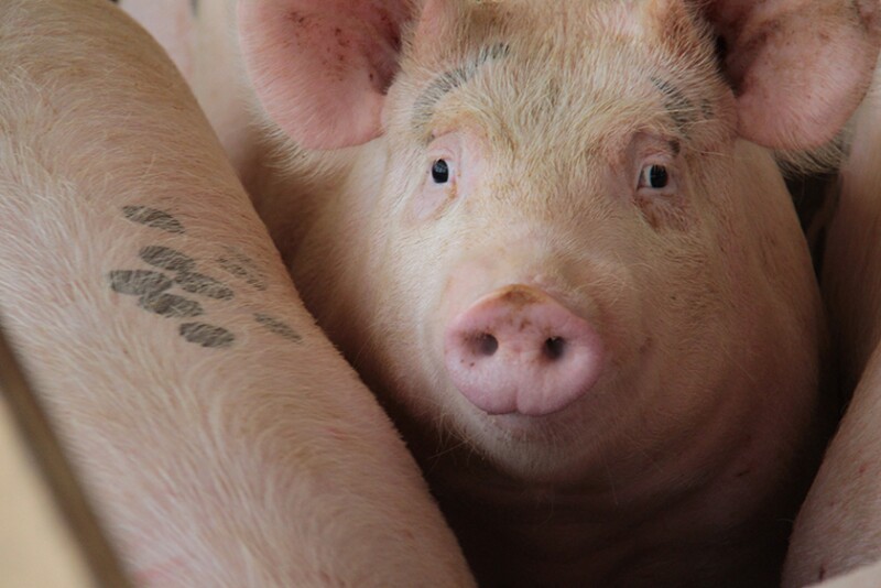 Pig