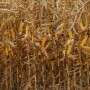 Corn Harvest