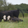 cows