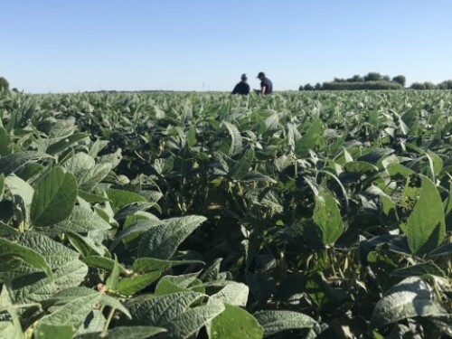 Scouts on the Midwest Crop Tour