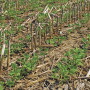 As a possible policy shift may put sustainable farming practices in the spotlight, companies are already paying farmers to shift to more "climate smart farming" like utilizing no-till as a production method. 