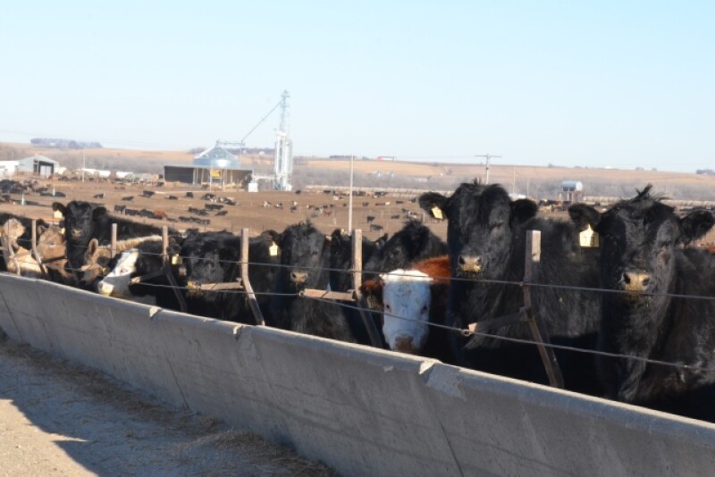 BT_Cattle_Feedlot