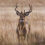 White Tailed deer