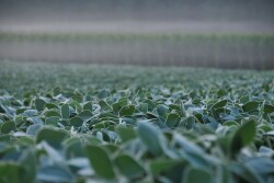 Mind nutrients to maximize soybean yields.