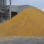 BT_Feedlot_Grain.JPG