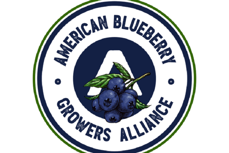 American Blueberry