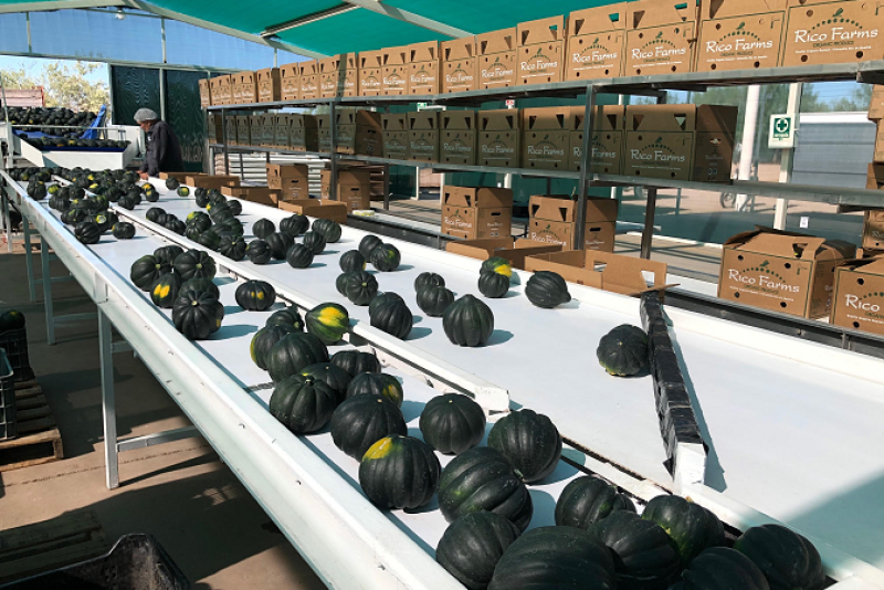 Rico Farms in Guaymas, Mexico, is shipping organic hard squash. The operation, the third Rico Farms production area in Mexico, sells exclusively through Bridges Produce, Portland, Ore.
