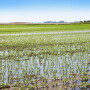 crop insurance decisions