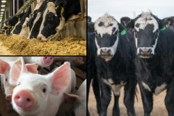 Livestock