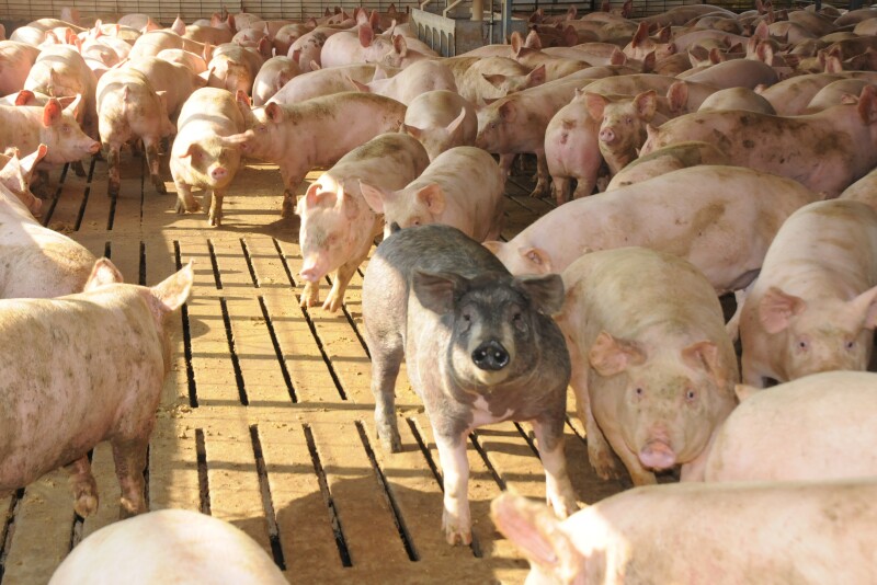 The appeal said the farm had complied with the state’s comprehensive regulations and industry-wide best practices. 