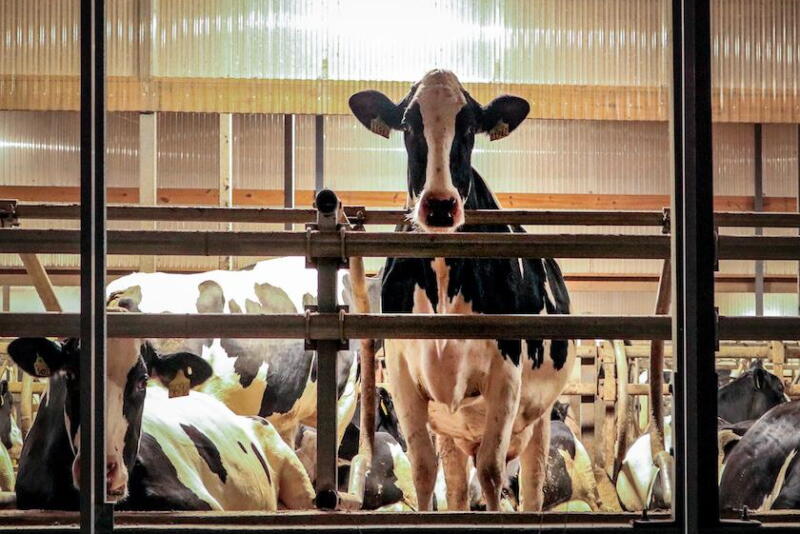 Mycoplasma is a contagious mastitis causing organism that can easily be passed from cow to cow. 