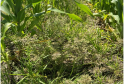 Grassy weeds in sorghum have historically been extremely difficult if not impossible to control in-season.