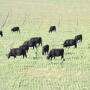 Cows grazing wheat pasture.