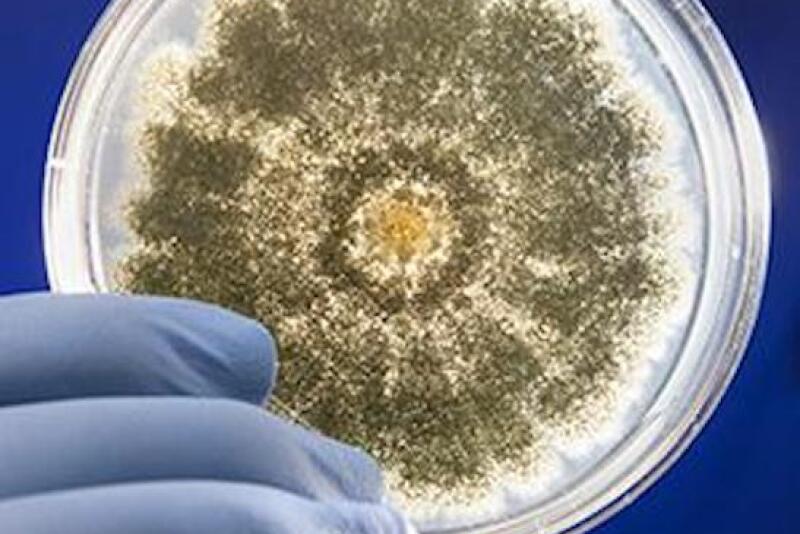 petri dish containing the fungus Aspergillus flavus