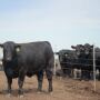 Fed cattle declined $7 to $10
