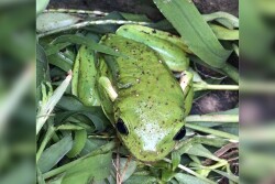 A Mexican tree frog (Smilisca baudinii)