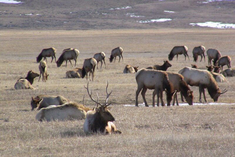 Elk herd in Yellowstone