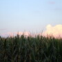 Iowa Corn Tassels