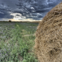South_Dakota_Alfalfa