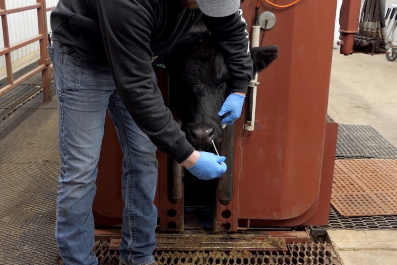 Dna Collection Cattle New Diagnostic Program Developed for Feedlot Employees - Drovers