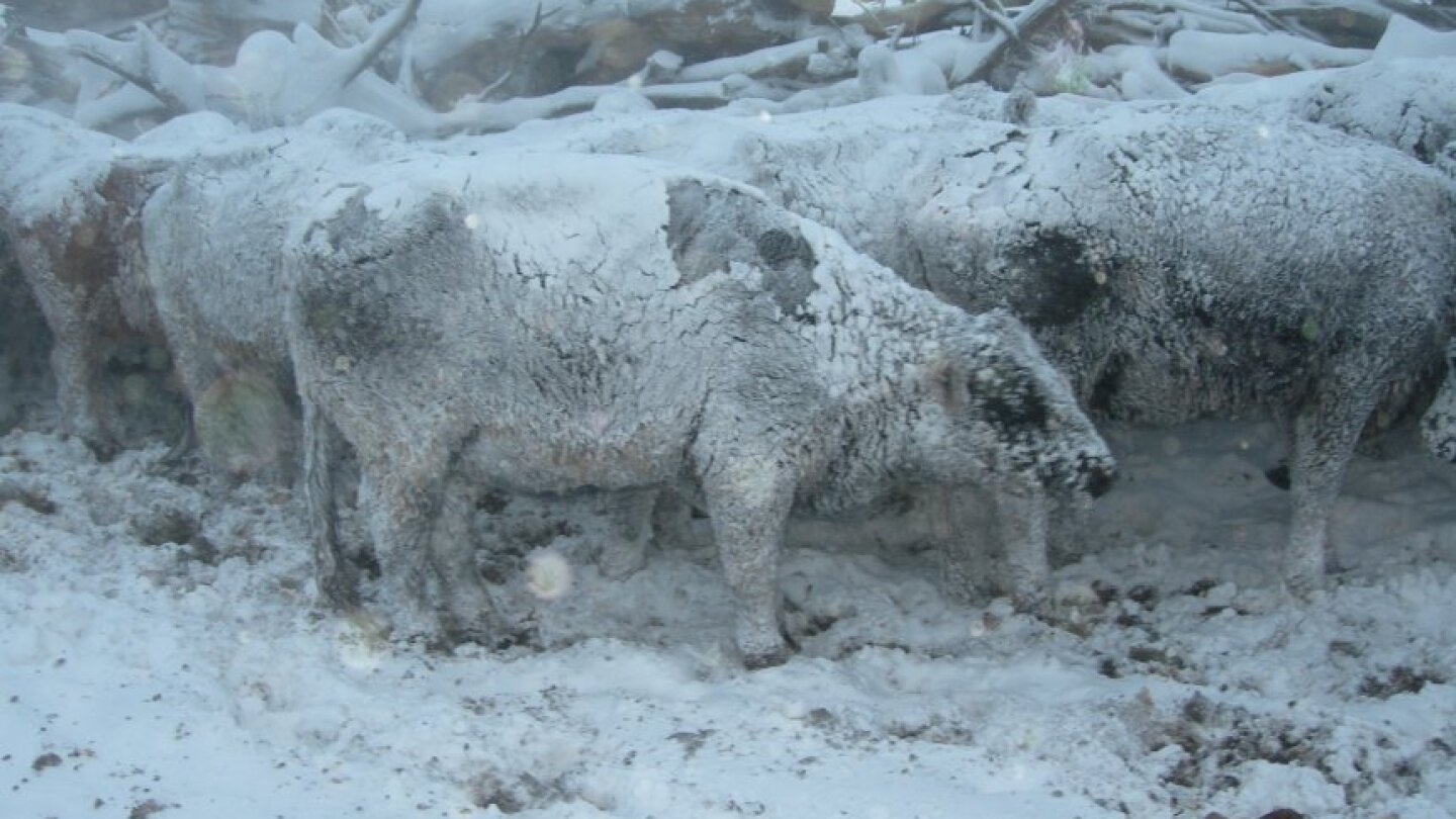 Livestock Indemnity Program and the Importance of Recordkeeping - Drovers