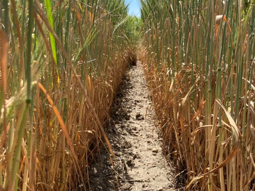 Drought-stressed wheat