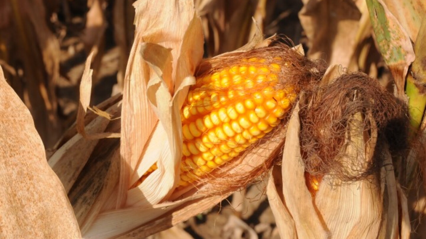 Ferrie: Here’s What the Textbook Photo Finish Looks Like in Corn - AgWeb