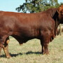 CattleFieldDayRod
